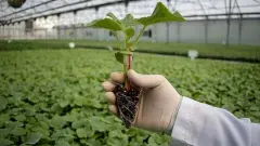 Çiftçilere Yılbaşı Öncesi Fidan Desteği Müjdesi: Hibe Başvurusu Nasıl Yapılır? İşte Desteklenen Ürünler ve Miktarlar